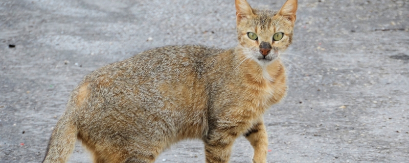 什么样的流浪猫能收养