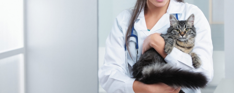 猫咪真菌性皮肤病怎么治疗