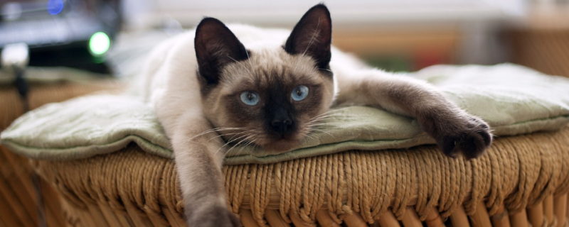 为什么要给猫咪打疫苗