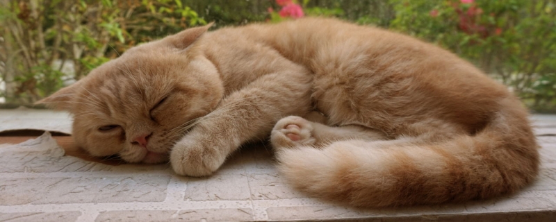 什么会引起猫咪脱毛