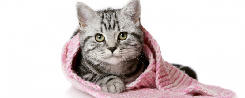 猫咪肾衰的病因