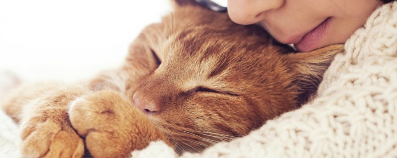 胰腺炎猫咪复发的病症有哪些