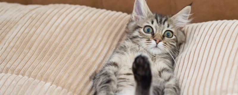 猫咪患上狂犬病的症状