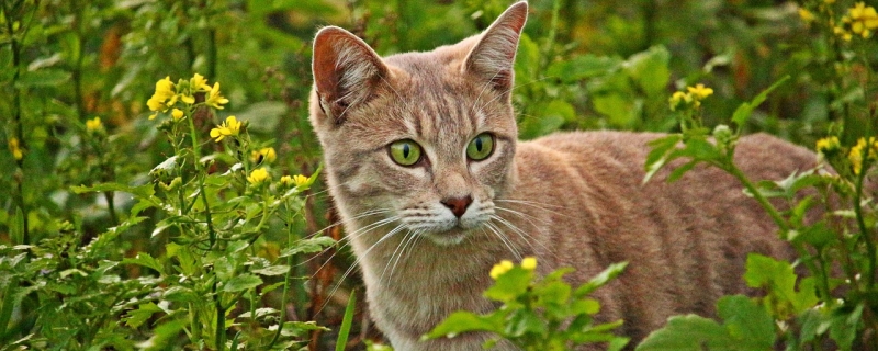 猫咪为什么会得狂犬病