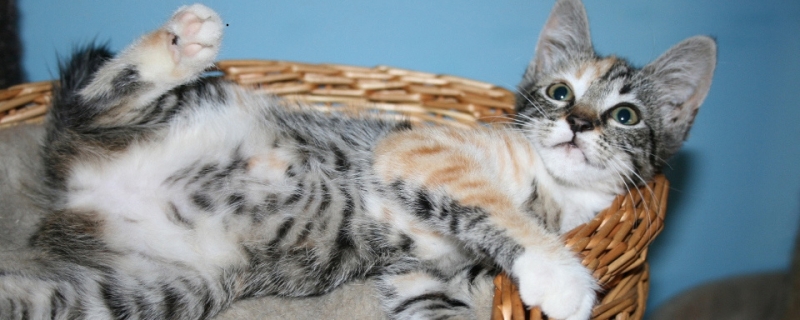 猫得了疱疹病毒会传染给孕妇么