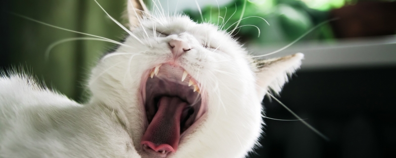 猫咪狂犬病症状表现