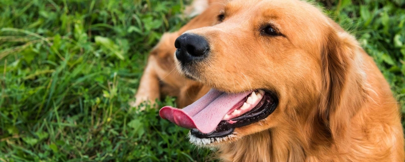 5个月金毛身高可以涨吗