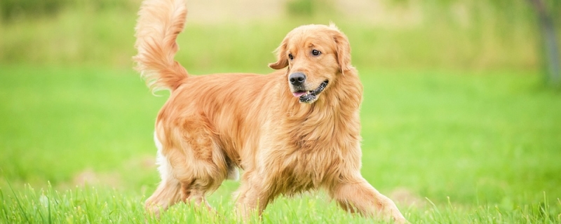 5个月金毛一天吃多少