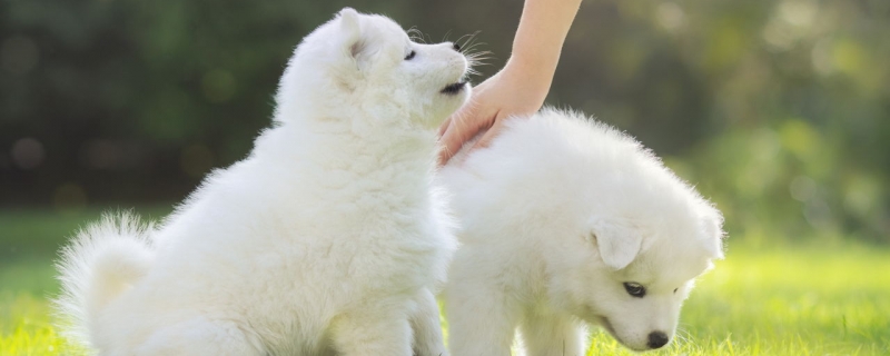 6个月萨摩耶怎么喂养