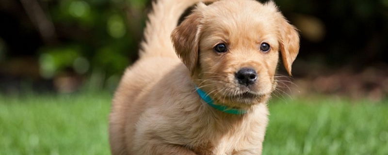 两个半月金毛多大