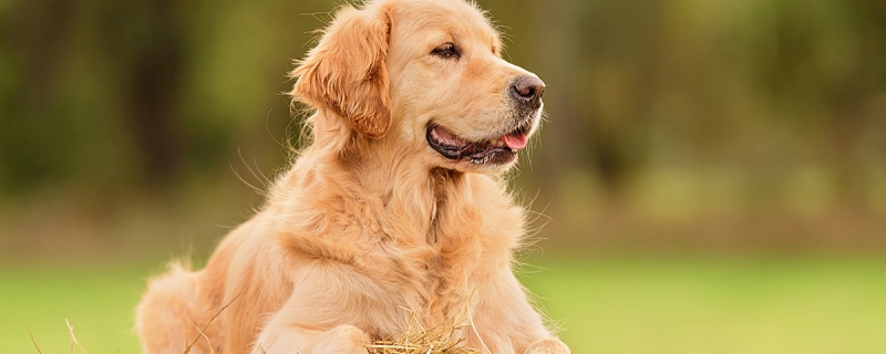 两个半月金毛吃多少狗粮