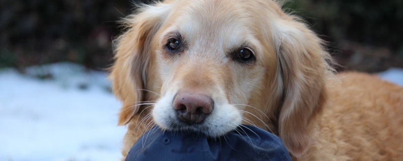 两个月大的金毛为什么一直咬东西