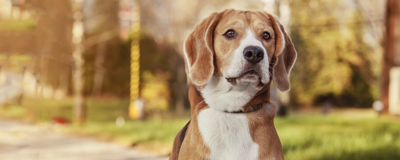 狗需要检查几种病