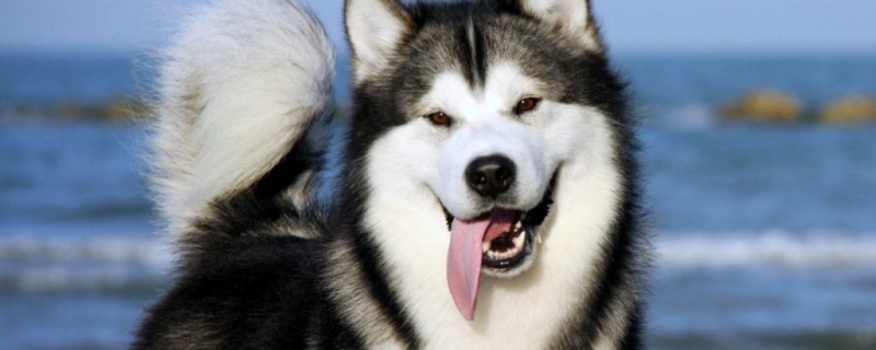 三个月的阿拉斯加怎么喂