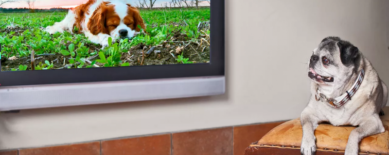 Dogtv是免费的吗