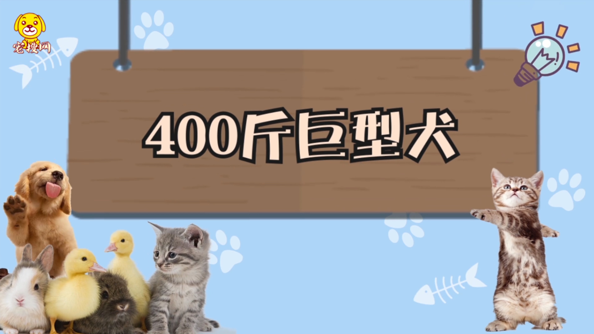400斤巨型犬