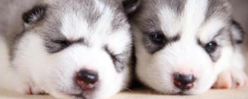 狗皮肤病的治疗方法