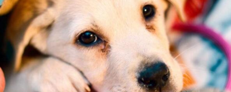 狗得了犬瘟在家怎么治?犬瘟在家治疗方法