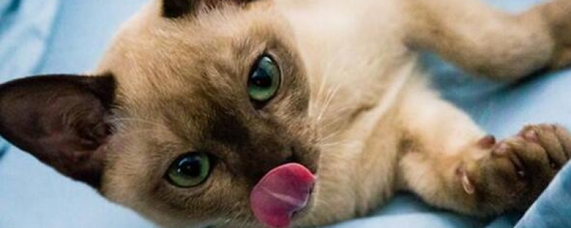 东奇尼猫的养护小技巧