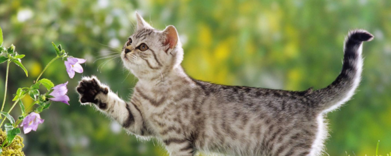 不绝育的母猫一定会得病吗