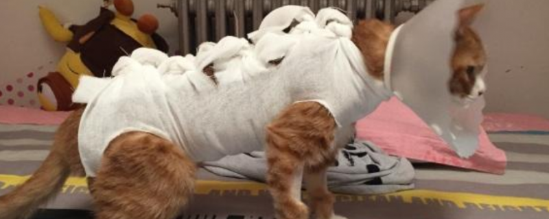 5岁的母猫有没有必要做绝育