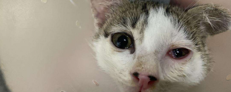 猫有疱疹病毒还能打疫苗吗