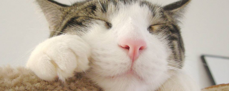 生病吃什么流质食物