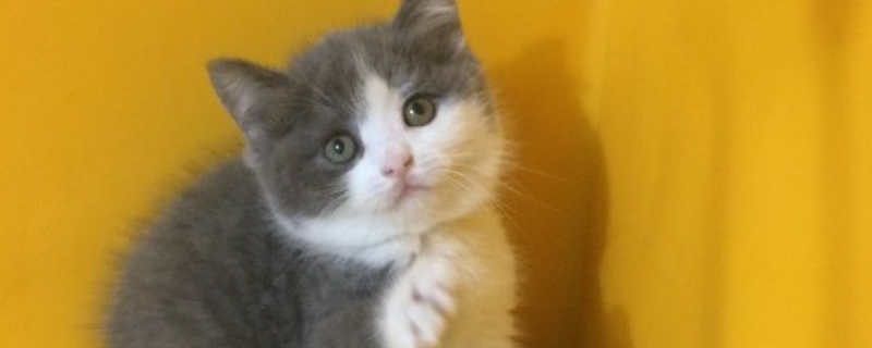 2个月小猫肺炎能痊愈吗