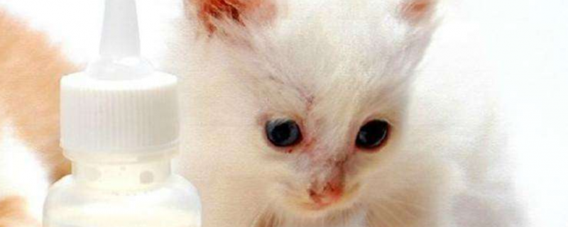 猫孢疹病毒会终身携带吗