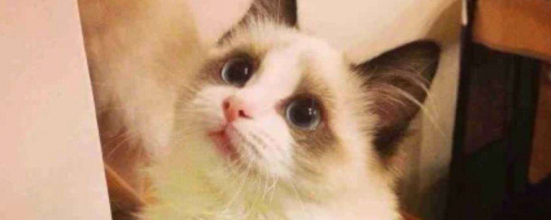 猫孢疹病毒有什么症状