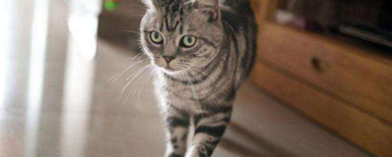 猫哪些病会走路不稳