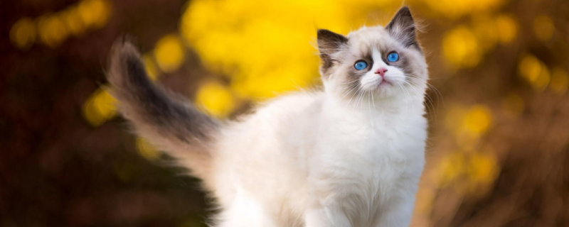 2个月小猫能吃鸡胸肉吗