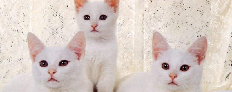 什么原因导致猫的血栓