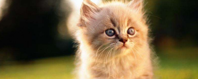 为什么猫睡觉会打呼噜