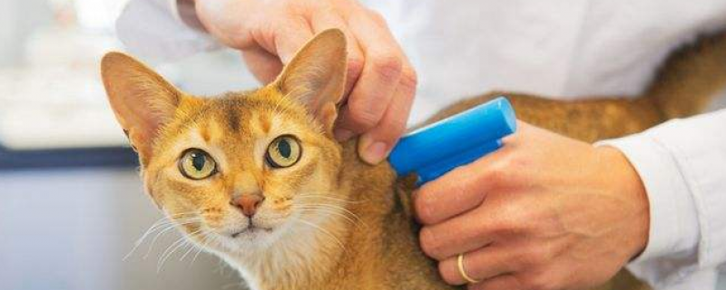 猫得了狂犬病的症状