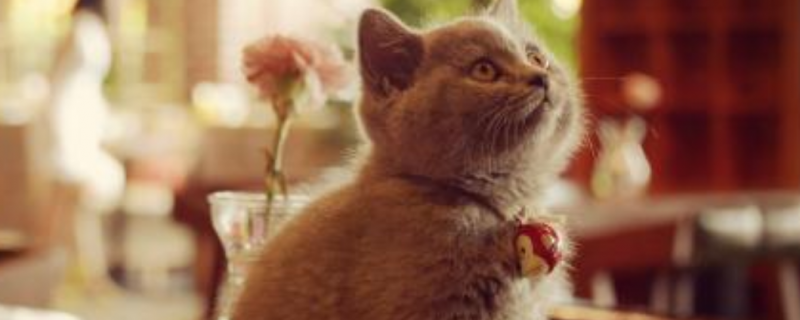 一个月奶猫拉稀颜色黄粑粑