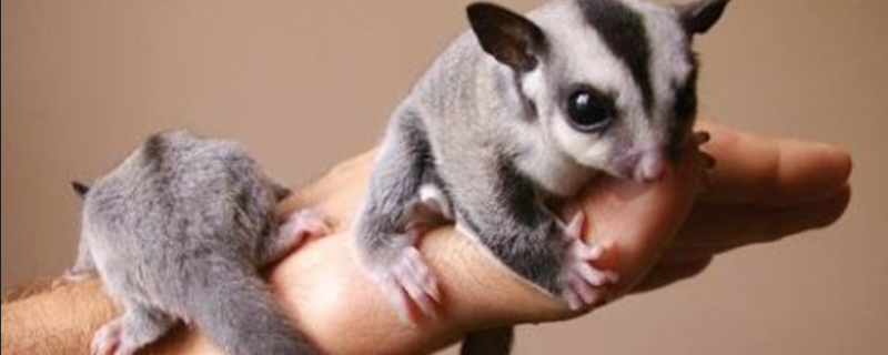 为什么说飞鼠玻璃心