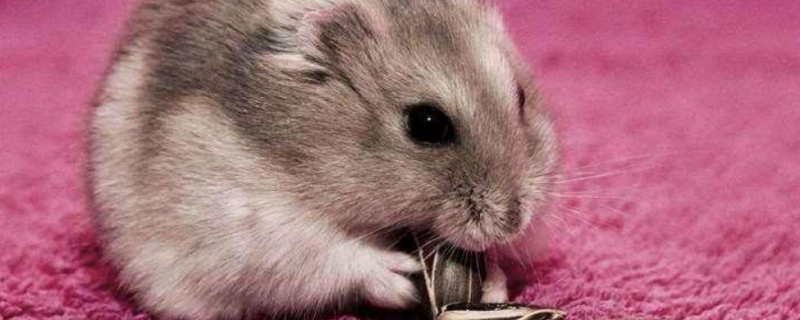 仓鼠最喜欢人摸哪里