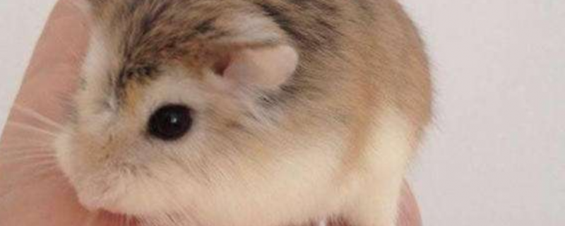 什么熊类仓鼠适合新手养