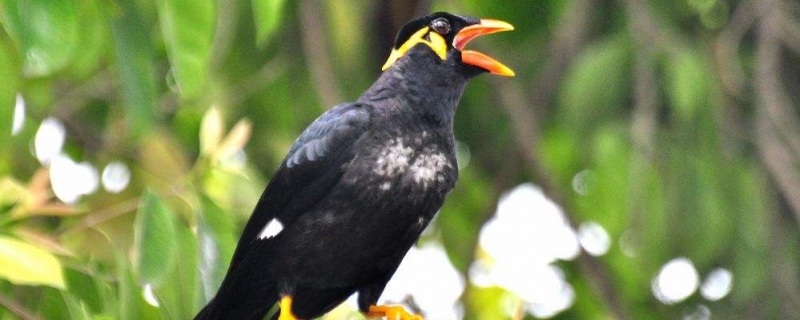 鹩哥多大停止学语