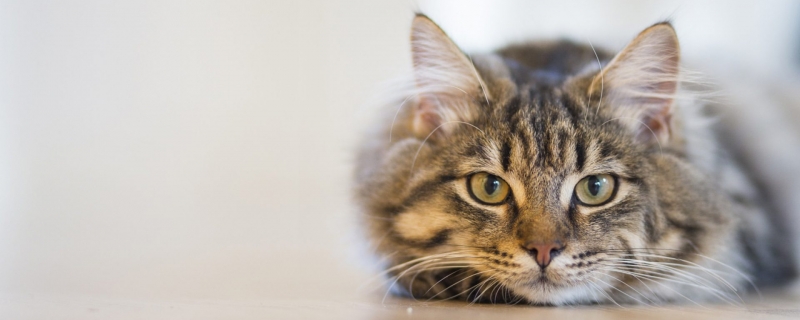 公猫发情期多久