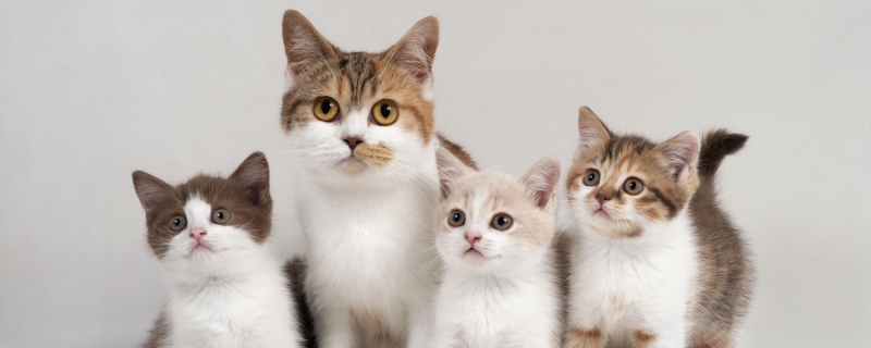 公猫和母猫的区别