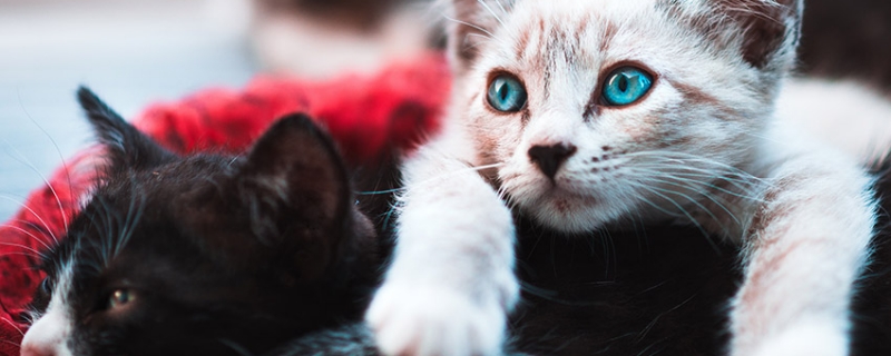 两个月的猫咪怎么喂养