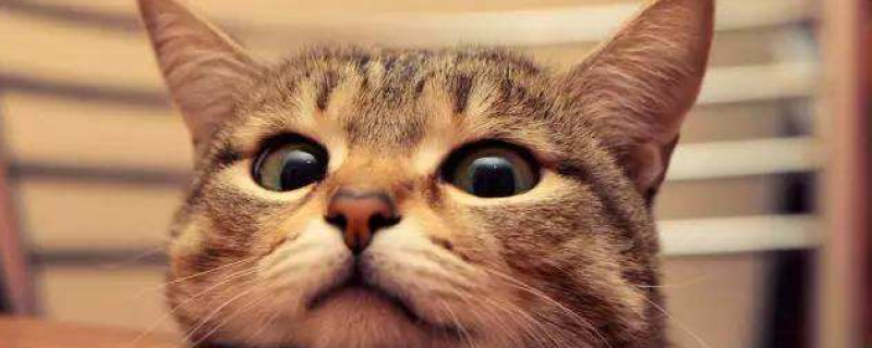 猫三联预防哪些病