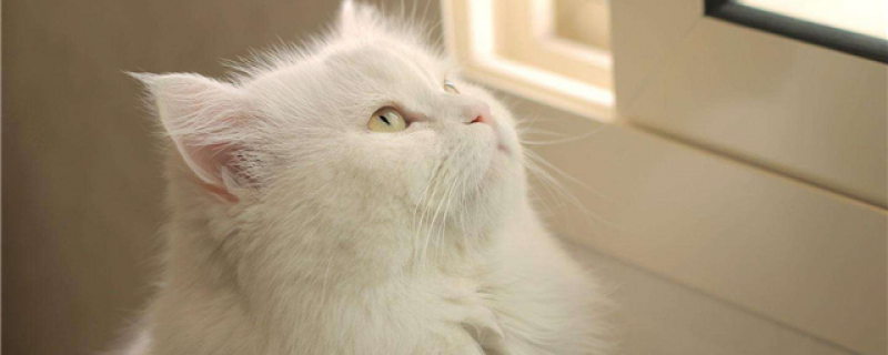 猫会得狂犬病吗