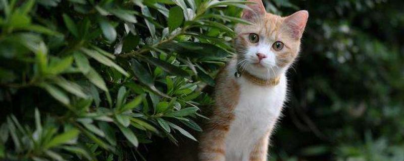 猫得狂犬病的症状