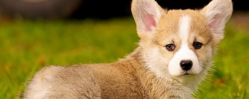 细小病毒能存活多久