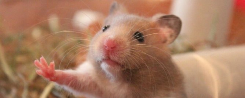 仓鼠生了宝宝该怎么办