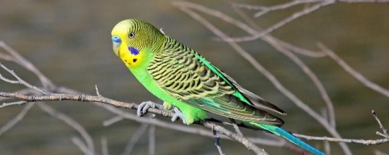 虎皮鹦鹉怎么训练