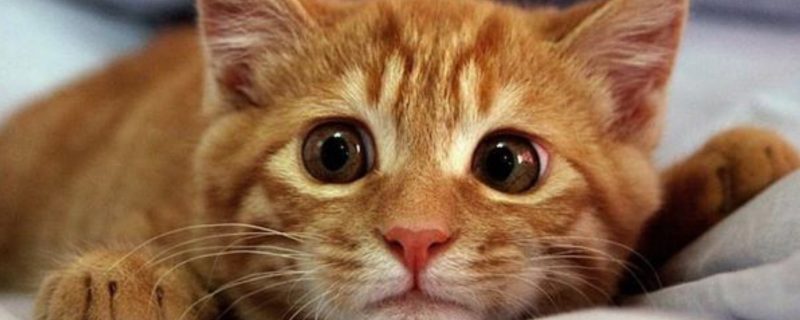 猫得狂犬病多久会死